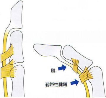 �΂ˎw,�@�e���w,�@�F,�@�x�ѐ��F��,�@��O��,�@���,�@��ʎ�O�Ȍ�����,�@�����R�s,�@�F�J�s,�@���c�a�@,�@���˃��J���т��a�@,�@��t���F��a�@,�@�����Ȃ�